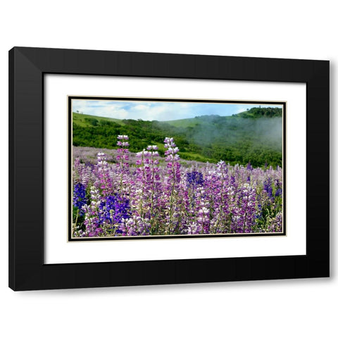 Lupine flowers-Bald Hills Road-California Black Modern Wood Framed Art Print with Double Matting by Jones, Adam