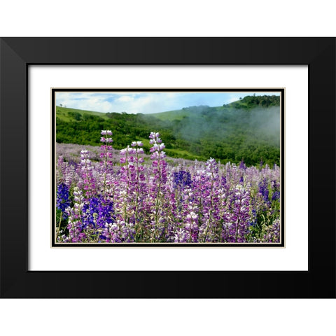 Lupine flowers-Bald Hills Road-California Black Modern Wood Framed Art Print with Double Matting by Jones, Adam