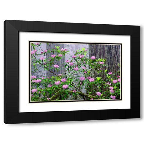 Pacific Rhododendron in foggy redwood forest-Redwood National Park Black Modern Wood Framed Art Print with Double Matting by Jones, Adam