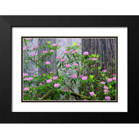 Pacific Rhododendron in foggy redwood forest-Redwood National Park Black Modern Wood Framed Art Print with Double Matting by Jones, Adam