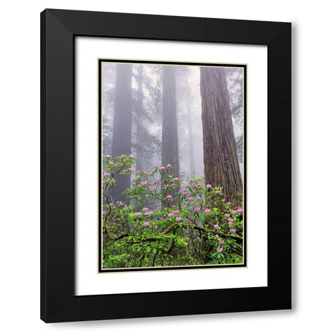 Pacific Rhododendron in foggy redwood forest-Redwood National Park Black Modern Wood Framed Art Print with Double Matting by Jones, Adam
