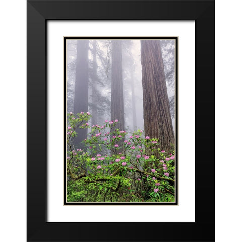 Pacific Rhododendron in foggy redwood forest-Redwood National Park Black Modern Wood Framed Art Print with Double Matting by Jones, Adam