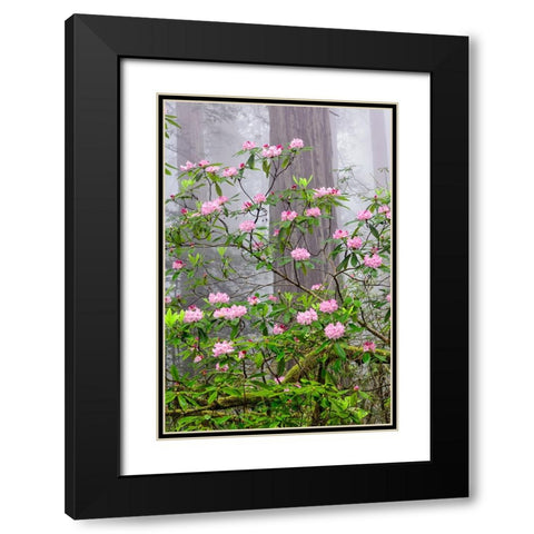 Pacific Rhododendron in foggy redwood forest-Redwood National Park Black Modern Wood Framed Art Print with Double Matting by Jones, Adam