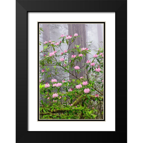 Pacific Rhododendron in foggy redwood forest-Redwood National Park Black Modern Wood Framed Art Print with Double Matting by Jones, Adam