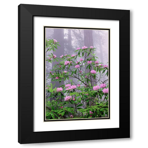Pacific Rhododendron in foggy redwood forest-Redwood National Park Black Modern Wood Framed Art Print with Double Matting by Jones, Adam