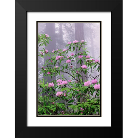 Pacific Rhododendron in foggy redwood forest-Redwood National Park Black Modern Wood Framed Art Print with Double Matting by Jones, Adam