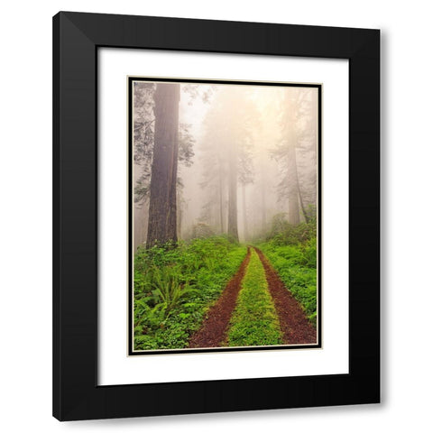 Old roadway through foggy redwood forest-Redwood National Park-California Black Modern Wood Framed Art Print with Double Matting by Jones, Adam