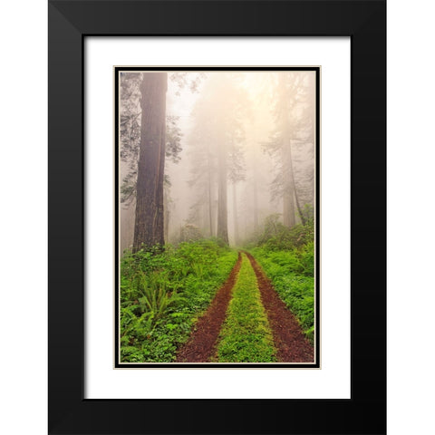 Old roadway through foggy redwood forest-Redwood National Park-California Black Modern Wood Framed Art Print with Double Matting by Jones, Adam