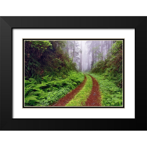 Old roadway through foggy redwood forest-Redwood National Park-California Black Modern Wood Framed Art Print with Double Matting by Jones, Adam