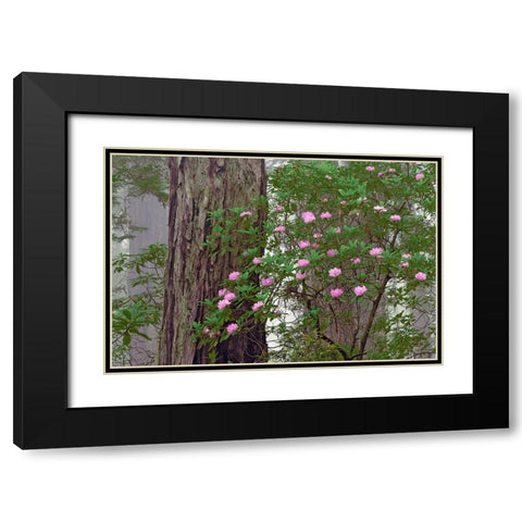 Pacific Rhododendron in foggy redwood forest-Redwood National Park Black Modern Wood Framed Art Print with Double Matting by Jones, Adam