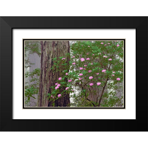 Pacific Rhododendron in foggy redwood forest-Redwood National Park Black Modern Wood Framed Art Print with Double Matting by Jones, Adam