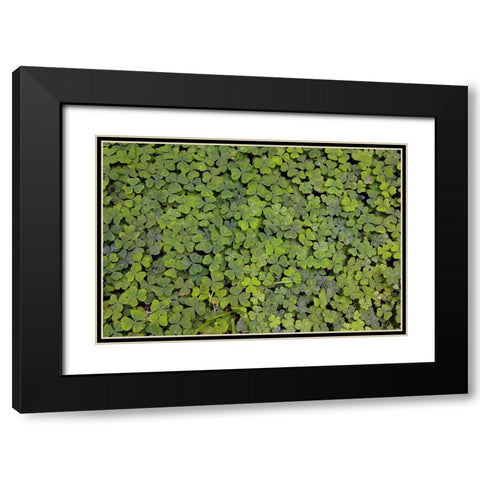 Pattern in wood Sorrel Redwood National Park-California Black Modern Wood Framed Art Print with Double Matting by Jones, Adam