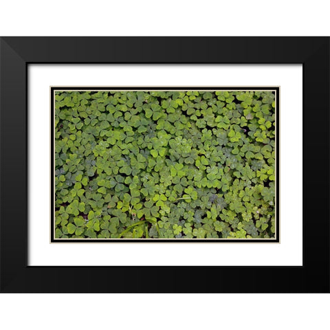 Pattern in wood Sorrel Redwood National Park-California Black Modern Wood Framed Art Print with Double Matting by Jones, Adam