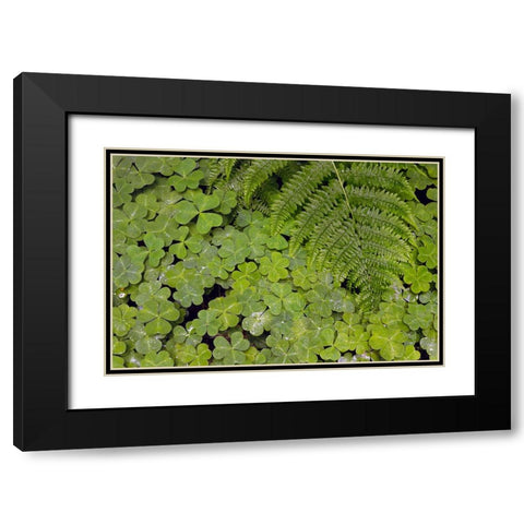 Pattern in wood Sorrel Redwood National Park-California Black Modern Wood Framed Art Print with Double Matting by Jones, Adam
