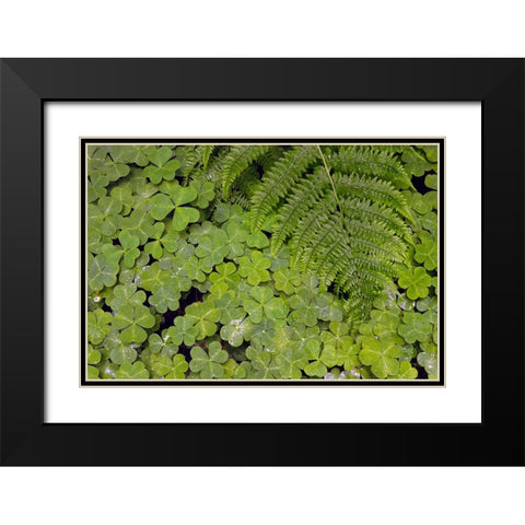 Pattern in wood Sorrel Redwood National Park-California Black Modern Wood Framed Art Print with Double Matting by Jones, Adam