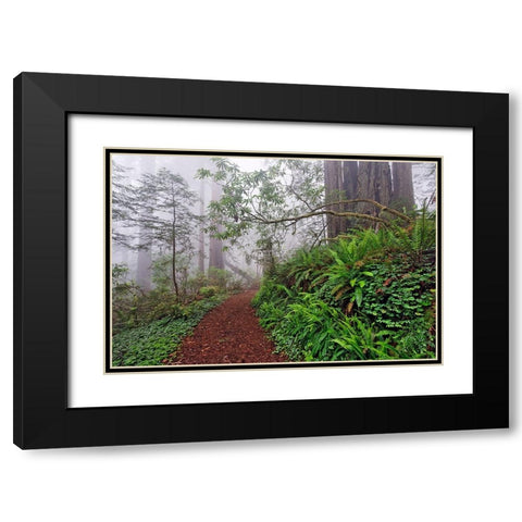 Footpath in foggy redwood forest beneath Pacific Rhododendron-Redwood National Park Black Modern Wood Framed Art Print with Double Matting by Jones, Adam