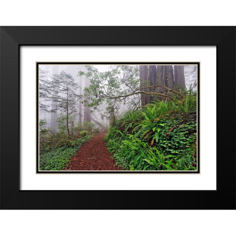 Footpath in foggy redwood forest beneath Pacific Rhododendron-Redwood National Park Black Modern Wood Framed Art Print with Double Matting by Jones, Adam