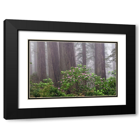 Pacific Rhododendron in foggy redwood forest-Redwood National Park, Black Modern Wood Framed Art Print with Double Matting by Jones, Adam