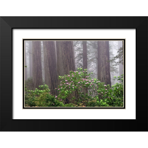 Pacific Rhododendron in foggy redwood forest-Redwood National Park, Black Modern Wood Framed Art Print with Double Matting by Jones, Adam