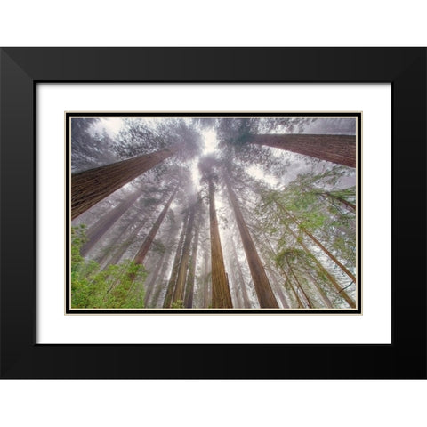 Fisheye view skyward in redwood forest-Redwood National Park-Tree-Redwood Black Modern Wood Framed Art Print with Double Matting by Jones, Adam