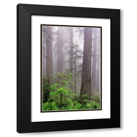 Pacific Rhododendron in foggy redwood forest-Redwood National Park, Black Modern Wood Framed Art Print with Double Matting by Jones, Adam