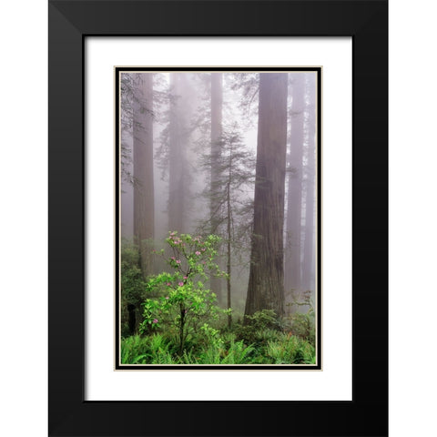 Pacific Rhododendron in foggy redwood forest-Redwood National Park, Black Modern Wood Framed Art Print with Double Matting by Jones, Adam