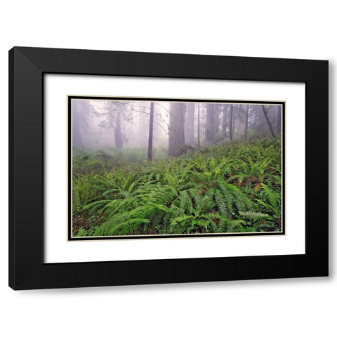 Fisheye view skyward in redwood forest-Redwood National Park-Tree-Redwood Black Modern Wood Framed Art Print with Double Matting by Jones, Adam