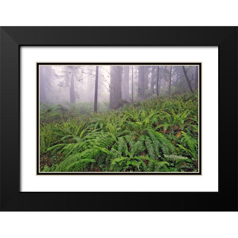 Fisheye view skyward in redwood forest-Redwood National Park-Tree-Redwood Black Modern Wood Framed Art Print with Double Matting by Jones, Adam