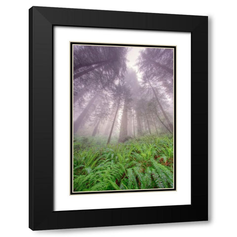 Fisheye view skyward in redwood forest-Redwood National Park-Tree-Redwood Black Modern Wood Framed Art Print with Double Matting by Jones, Adam