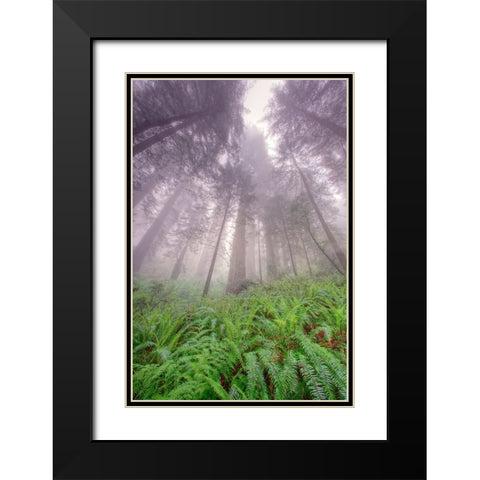 Fisheye view skyward in redwood forest-Redwood National Park-Tree-Redwood Black Modern Wood Framed Art Print with Double Matting by Jones, Adam