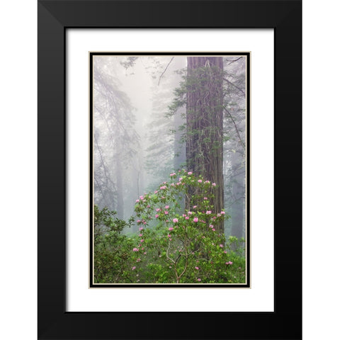 Pacific Rhododendron in foggy redwood forest-Redwood National Park, Black Modern Wood Framed Art Print with Double Matting by Jones, Adam