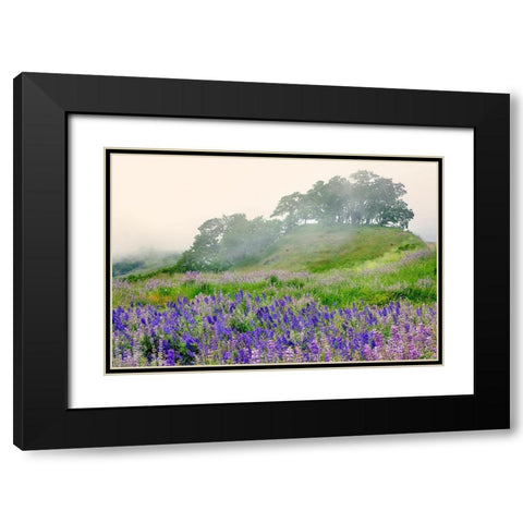Purple and blue lupine flowers and tree in fog-Bald Hills Road-California Black Modern Wood Framed Art Print with Double Matting by Jones, Adam