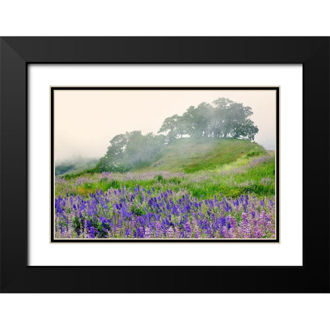 Purple and blue lupine flowers and tree in fog-Bald Hills Road-California Black Modern Wood Framed Art Print with Double Matting by Jones, Adam