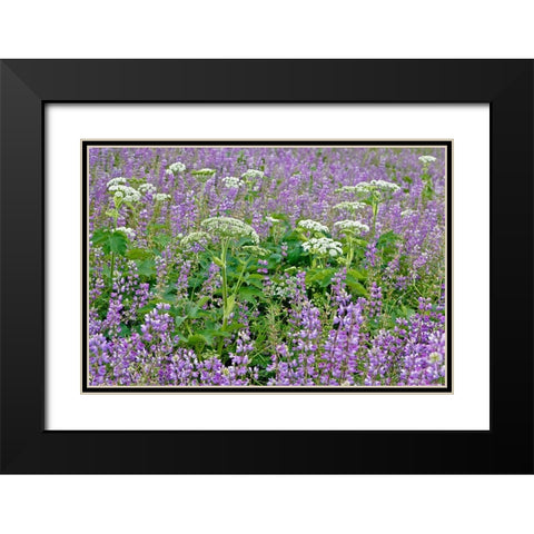 Cow parsnip and purple lupine flowers and tree in fog-Bald Hills Road-California Black Modern Wood Framed Art Print with Double Matting by Jones, Adam