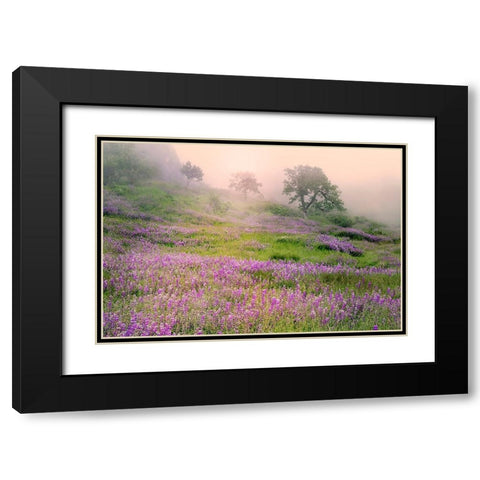 Purple Lupine flowers and tree in foggy sunrise-Bald Hills Road-California Black Modern Wood Framed Art Print with Double Matting by Jones, Adam
