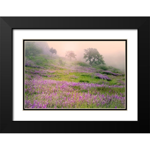 Purple Lupine flowers and tree in foggy sunrise-Bald Hills Road-California Black Modern Wood Framed Art Print with Double Matting by Jones, Adam