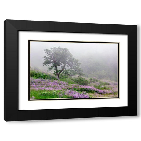 Purple Lupine flowers and tree in fog-Bald Hills Road-California Black Modern Wood Framed Art Print with Double Matting by Jones, Adam