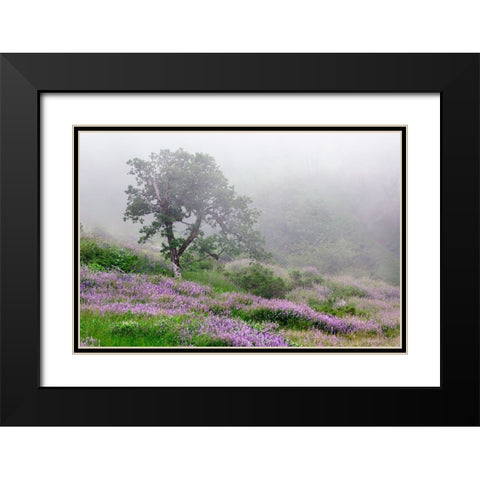 Purple Lupine flowers and tree in fog-Bald Hills Road-California Black Modern Wood Framed Art Print with Double Matting by Jones, Adam
