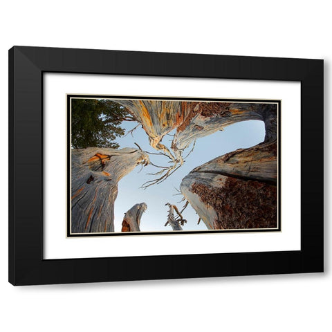 Upward view of twisted pine trees-Tuolumne Meadows-Yosemite National Park-California Black Modern Wood Framed Art Print with Double Matting by Jones, Adam