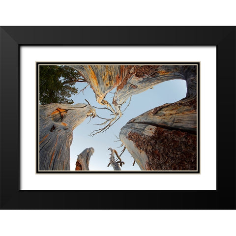 Upward view of twisted pine trees-Tuolumne Meadows-Yosemite National Park-California Black Modern Wood Framed Art Print with Double Matting by Jones, Adam