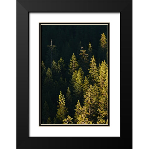Pine trees at sunset-Yosemite National Park-California Black Modern Wood Framed Art Print with Double Matting by Jones, Adam
