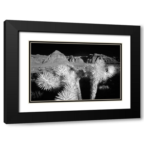 Joshua tree-Mojave Desert-California Black Modern Wood Framed Art Print with Double Matting by Jones, Adam