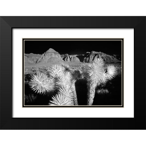 Joshua tree-Mojave Desert-California Black Modern Wood Framed Art Print with Double Matting by Jones, Adam