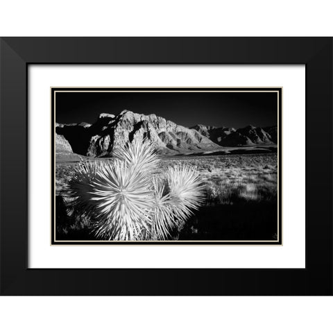 Joshua tree-Mojave Desert-California Black Modern Wood Framed Art Print with Double Matting by Jones, Adam