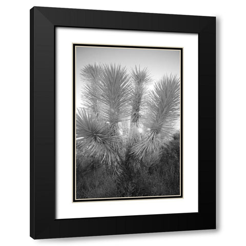 Joshua tree-Mojave Desert-California Black Modern Wood Framed Art Print with Double Matting by Jones, Adam