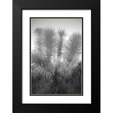 Joshua tree-Mojave Desert-California Black Modern Wood Framed Art Print with Double Matting by Jones, Adam