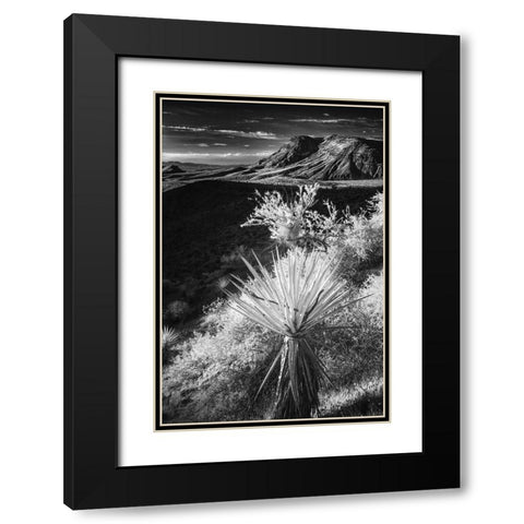 Yucca plant and desert landscape-Mojave Desert-California Black Modern Wood Framed Art Print with Double Matting by Jones, Adam