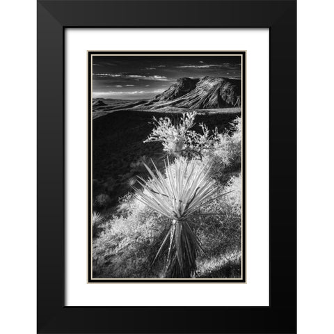 Yucca plant and desert landscape-Mojave Desert-California Black Modern Wood Framed Art Print with Double Matting by Jones, Adam