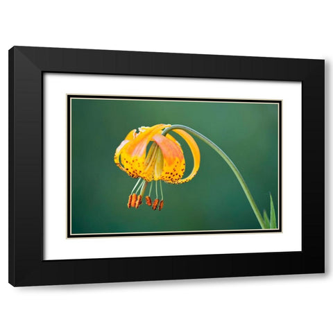 Sierra Tiger Lily-Yosemite National Park-California Black Modern Wood Framed Art Print with Double Matting by Jones, Adam