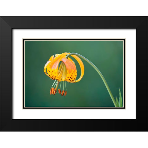 Sierra Tiger Lily-Yosemite National Park-California Black Modern Wood Framed Art Print with Double Matting by Jones, Adam